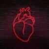 Le coeur symbole de l'amour version anatomie.