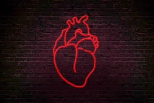 Le coeur symbole de l'amour version anatomie.