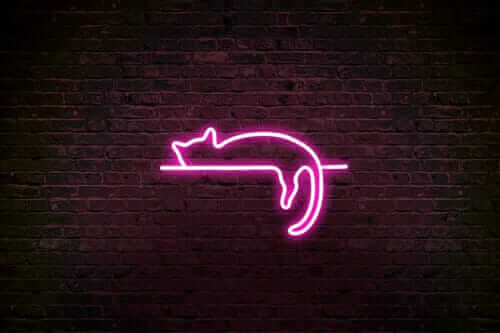 Chat qui dort en lumière neon led